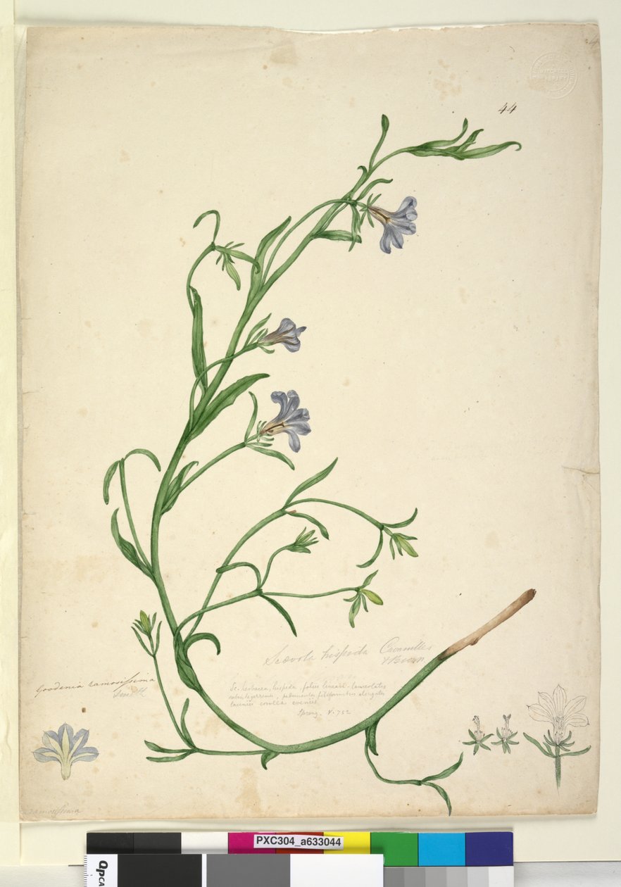 44. oldal Goodenia ramosissima, c.1803-06 (wc, toll, tinta és ceruza) alkotó: John William Lewin