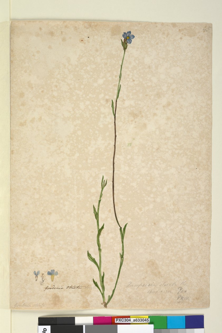 45. oldal Dampiera stricta, c.1803-06 (wc, toll, tinta és ceruza) alkotó: John William Lewin