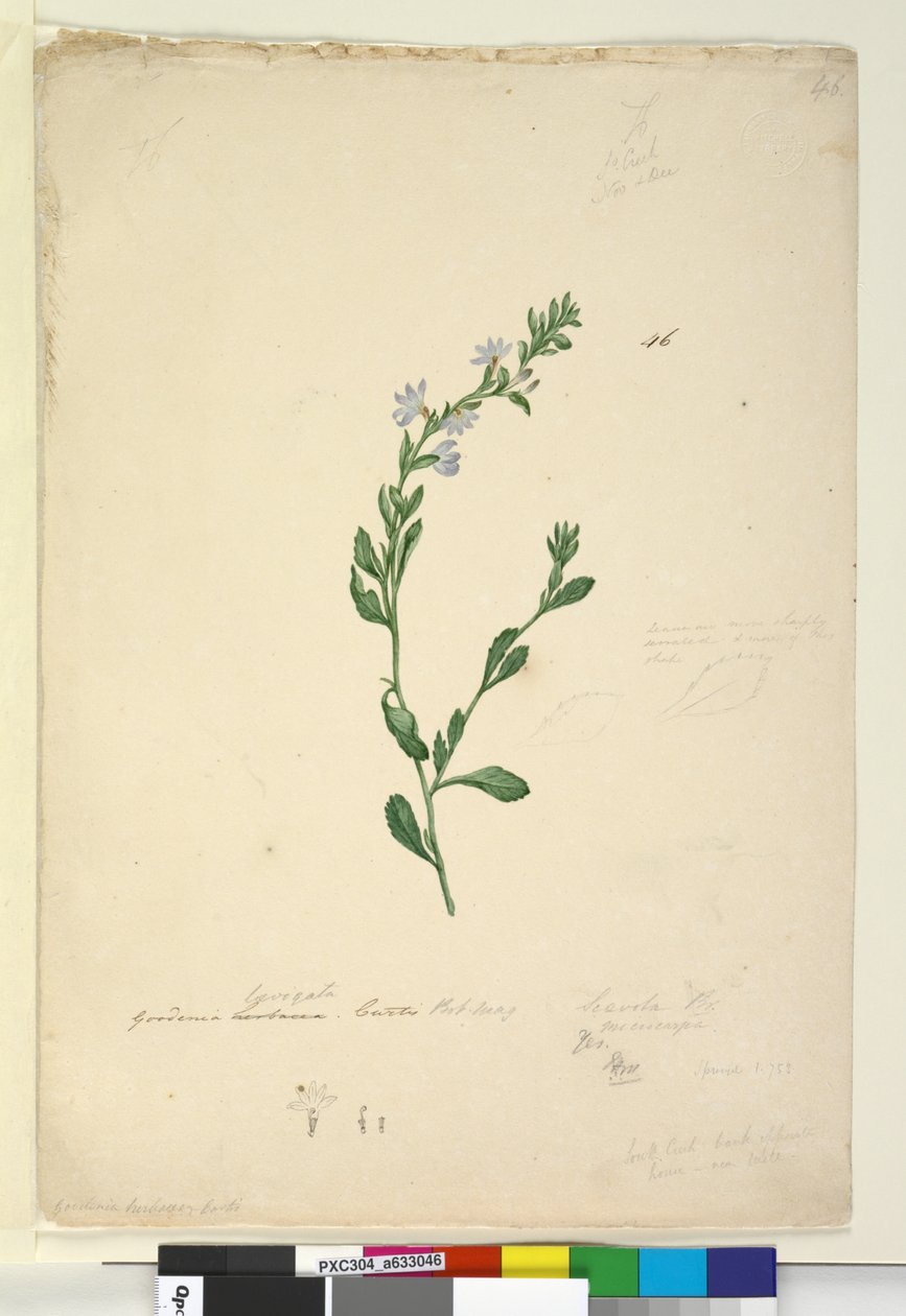 46. oldal Goodenia laevigata, c.1803-06 (wc, toll, tinta és ceruza) alkotó: John William Lewin