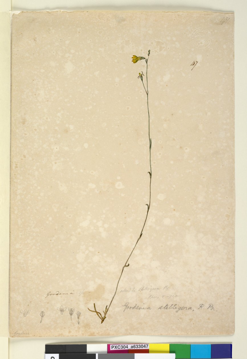 47. oldal Goodenia stelligera, c.1803-06 (wc, toll, tinta és ceruza) alkotó: John William Lewin