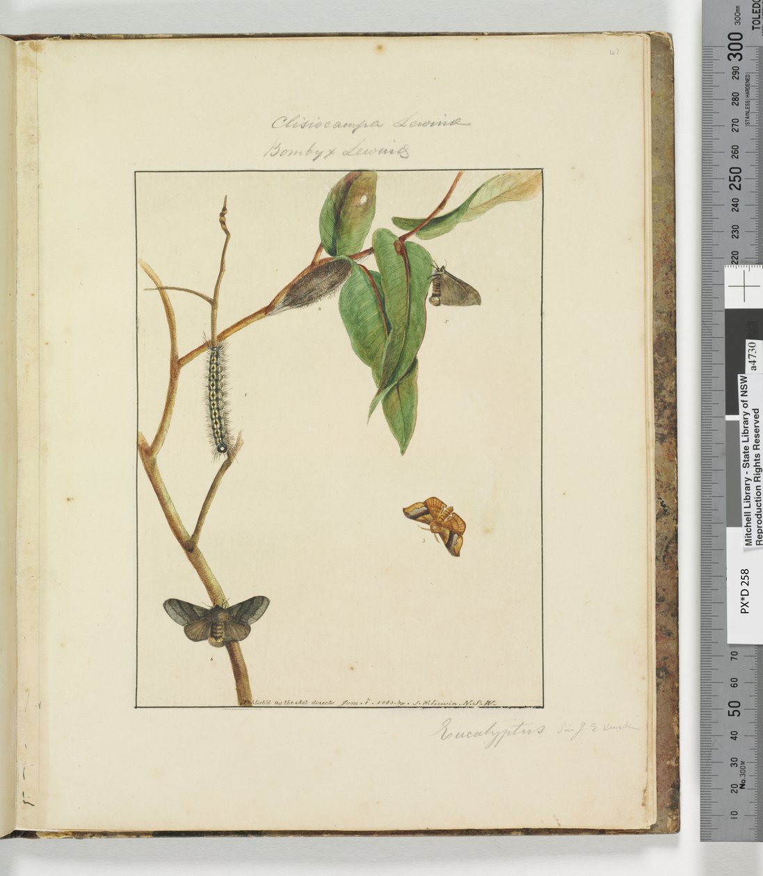 47. oldal. 12. tábla Clisiocampa Lewinae Bombyx Lewinae, 1803-04 (kézzel színezett rézkarcnyomatok) alkotó: John William Lewin