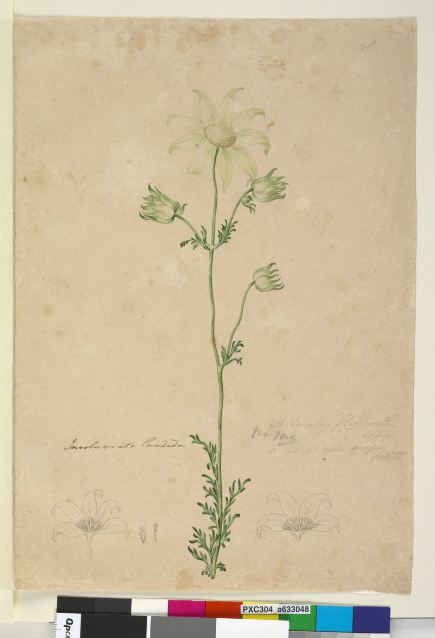 48. oldal Actinotus Helianthi, 1803-2006 körül (wc, toll, tinta és ceruza) alkotó: John William Lewin