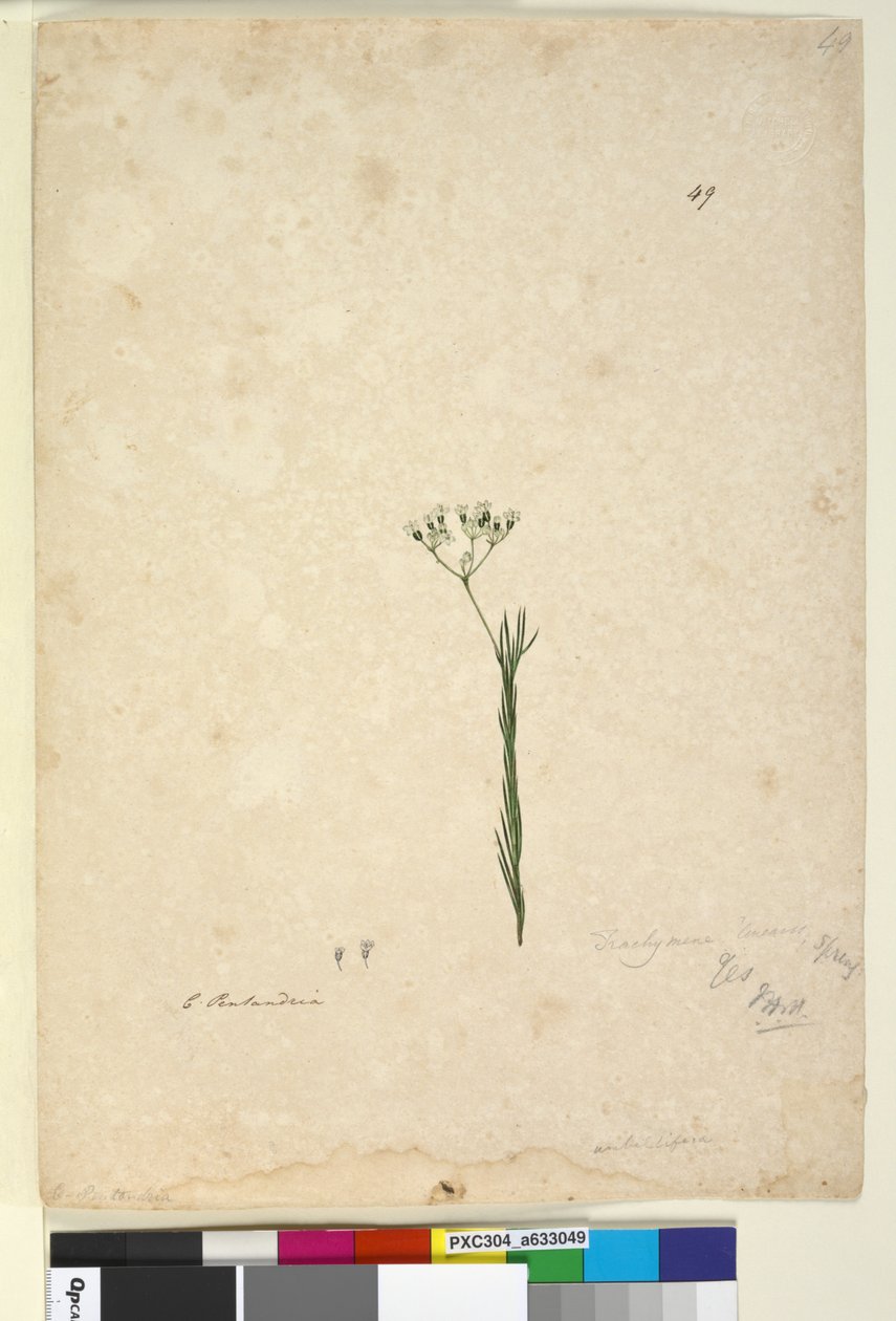 49. oldal. Trachymene linearis, c.1803-06 (wc, toll, tinta és ceruza) alkotó: John William Lewin