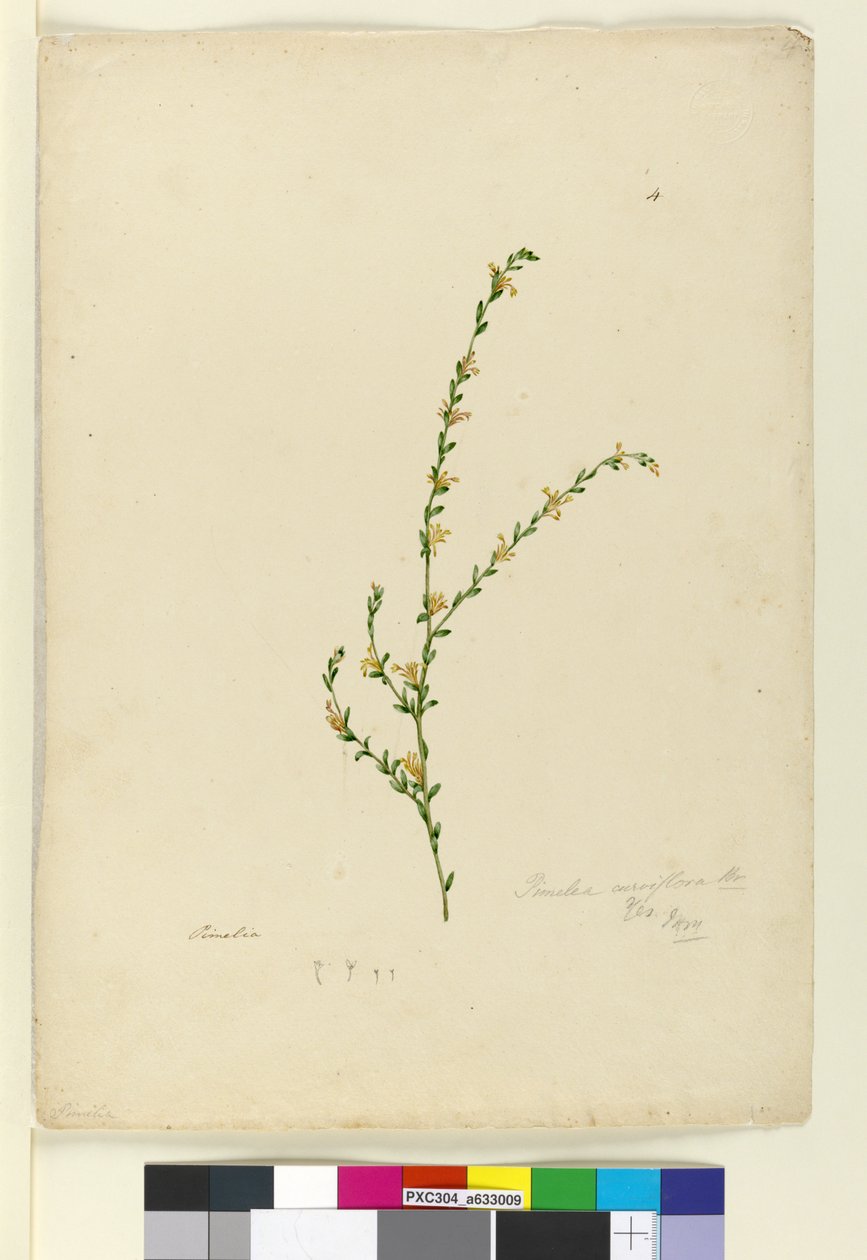 4. oldal Pimelea curviflora, c.1803-06 (wc, toll, tinta és ceruza) alkotó: John William Lewin