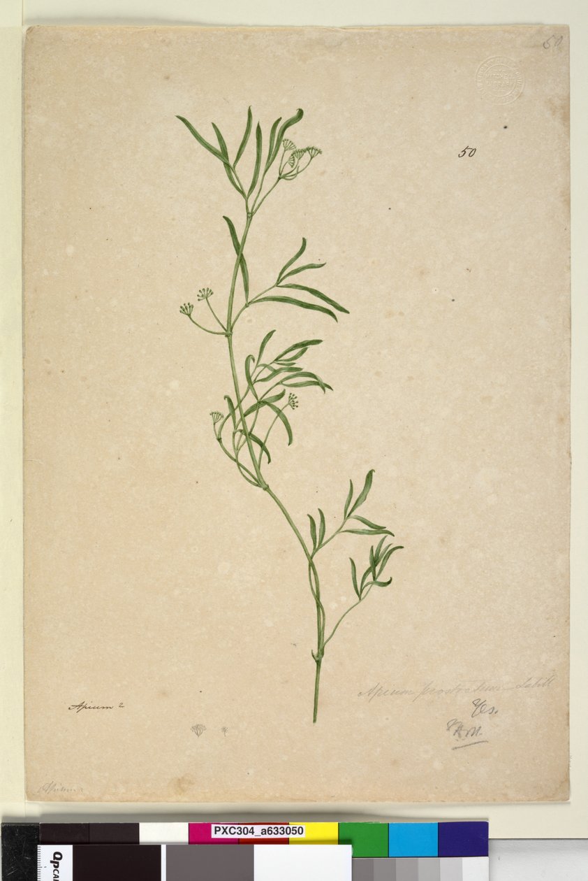 50. oldal Apium, c.1803-06 (wc, toll, tinta és ceruza) alkotó: John William Lewin