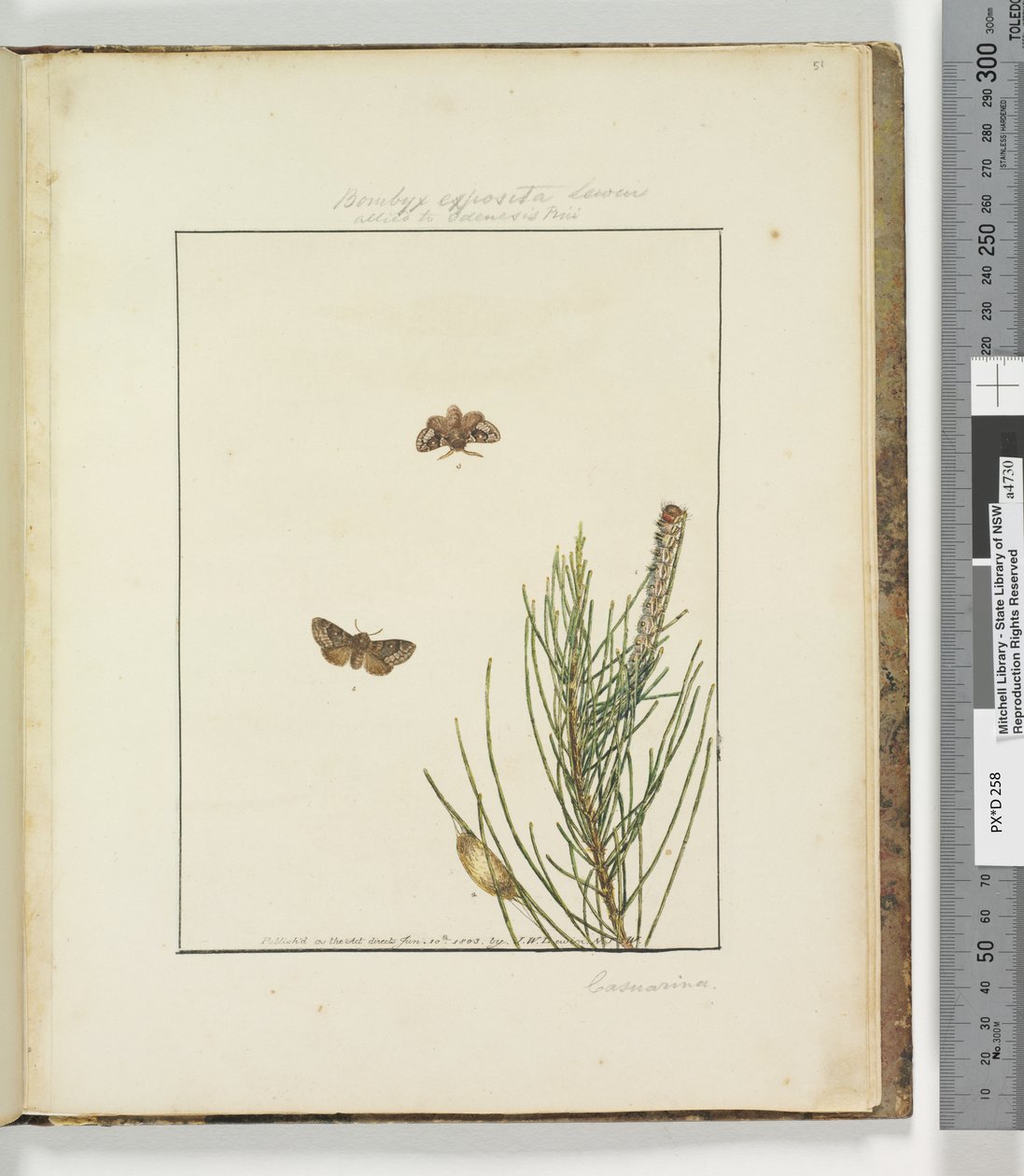 51. oldal. 13. tábla Bombyx Exposita Lewin szövetségese..., 1803-04 (kézzel színezett rézkarcnyomatok) alkotó: John William Lewin