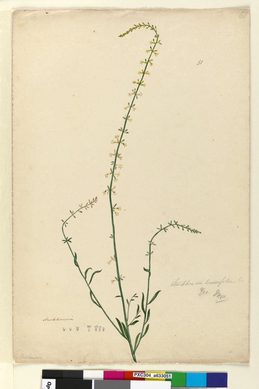 51. oldal Stackhousia, c.1803-06 (wc, toll, tinta és ceruza) alkotó: John William Lewin