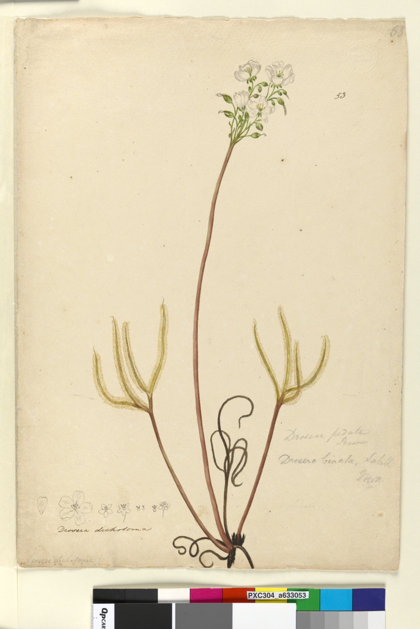 53. oldal Drosera binata, c.1803-06 (wc, toll, tinta és ceruza) alkotó: John William Lewin