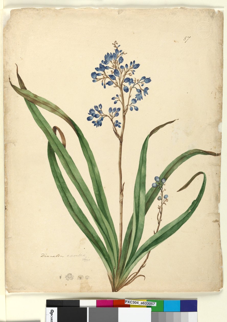 57. oldal Dianella caerulea, c.1803-06 (wc, toll, tinta és ceruza) alkotó: John William Lewin