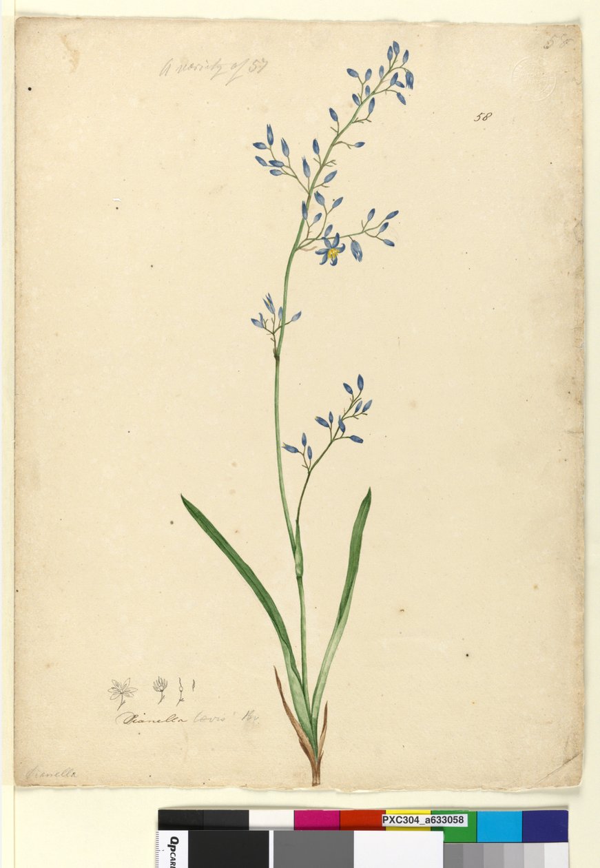 58. oldal Dianella levis, c.1803-06 (wc, toll, tinta és ceruza) alkotó: John William Lewin