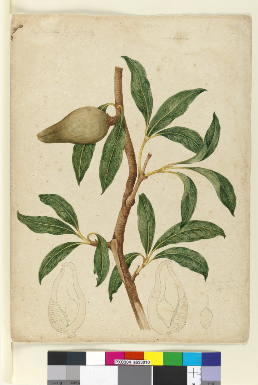 5. oldal Xylomelum pyriforme, c.1803-06 (wc, toll, tinta és ceruza) alkotó: John William Lewin