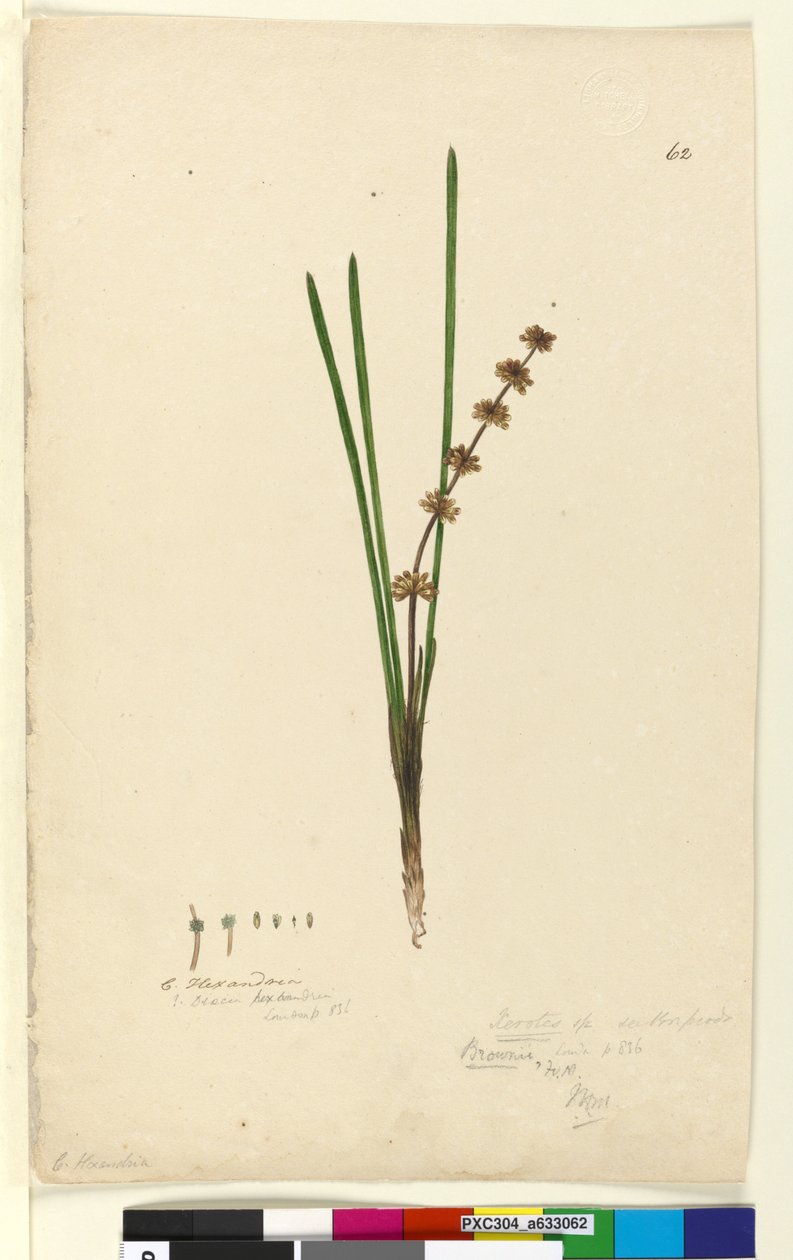 62. oldal Xerotes Lomandra multiflora, 1803-06 körül (wc, toll, tinta és ceruza) alkotó: John William Lewin