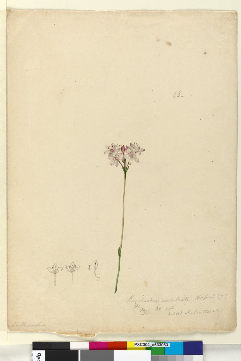 63. oldal Burchardia umbellata, c.1803-06 (wc, toll, tinta és ceruza) alkotó: John William Lewin