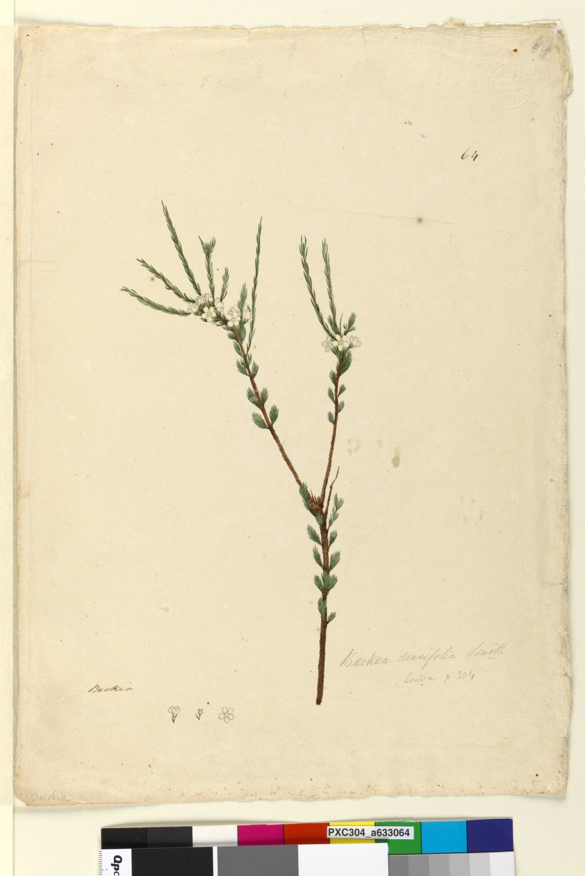 64. oldal Baeckea densifolia, c.1803-06 (wc, toll, tinta és ceruza) alkotó: John William Lewin