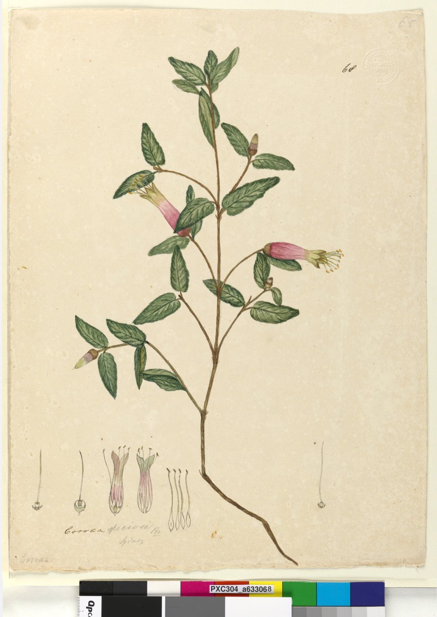 68. oldal Correa speciosa, c.1803-06 (wc, toll, tinta és ceruza) alkotó: John William Lewin