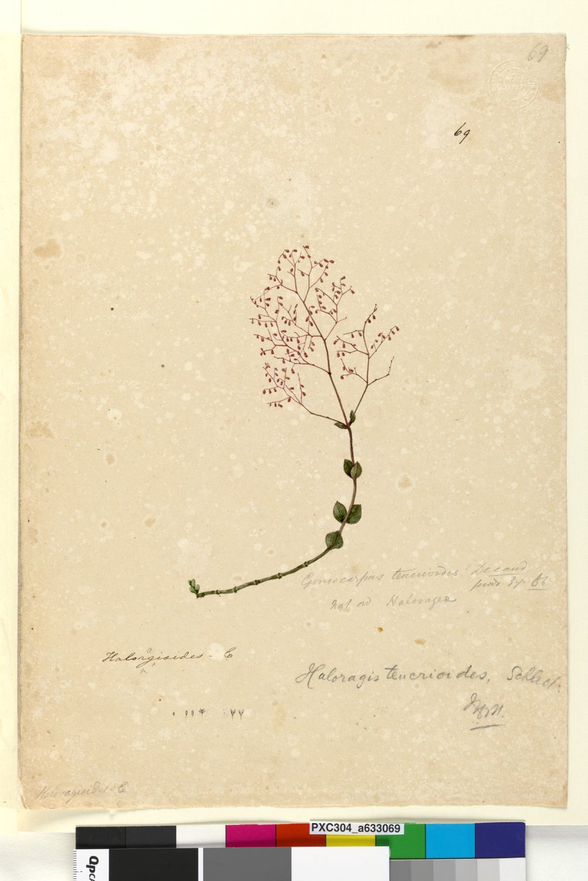 69. oldal Gonocarpus teucrioides, 1803-2006 körül (wc, toll, tinta és ceruza) alkotó: John William Lewin
