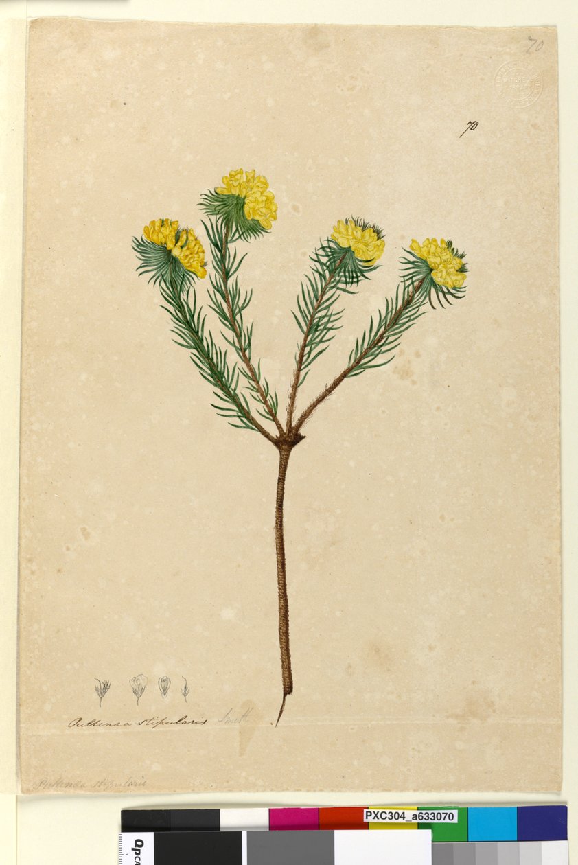 70. oldal Pultenaea stipularis, 1803-2006 körül (vécé, toll, tinta és ceruza) alkotó: John William Lewin