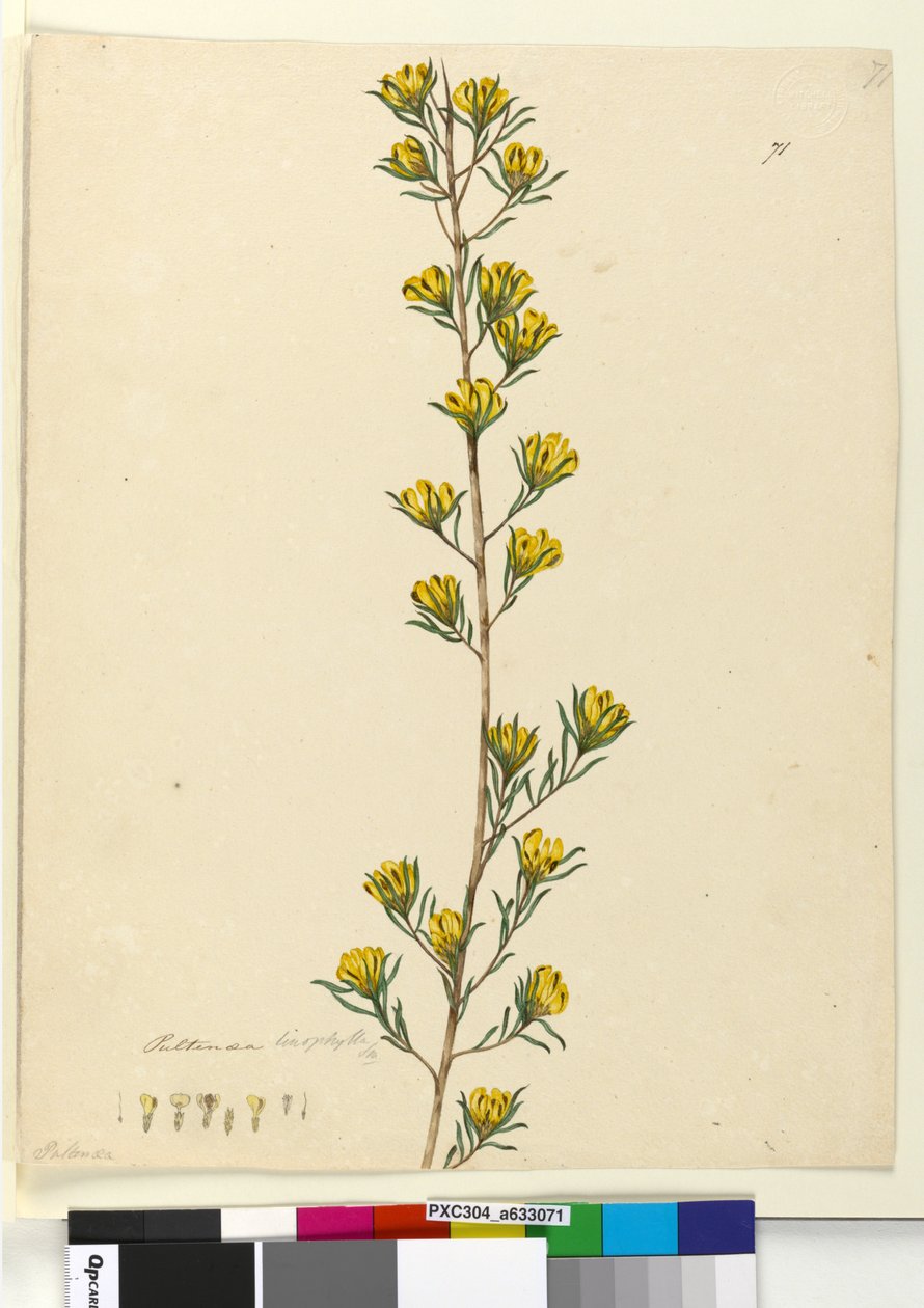 71. oldal Pultenaea linophylla, 1803-06 körül (wc, toll, tinta és ceruza) alkotó: John William Lewin