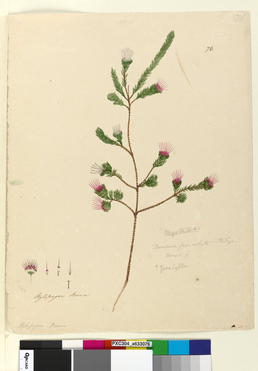 76. oldal Darwinia fascicularis, 1803-2006 körül (wc, toll, tinta és ceruza) alkotó: John William Lewin