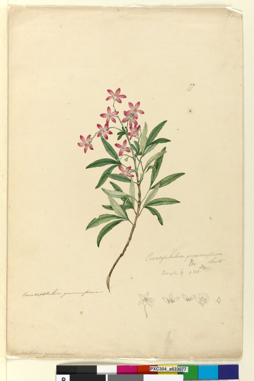 77. oldal Ceratopetalum gummiferum, c.1803-06 (wc, toll, tinta és ceruza) alkotó: John William Lewin