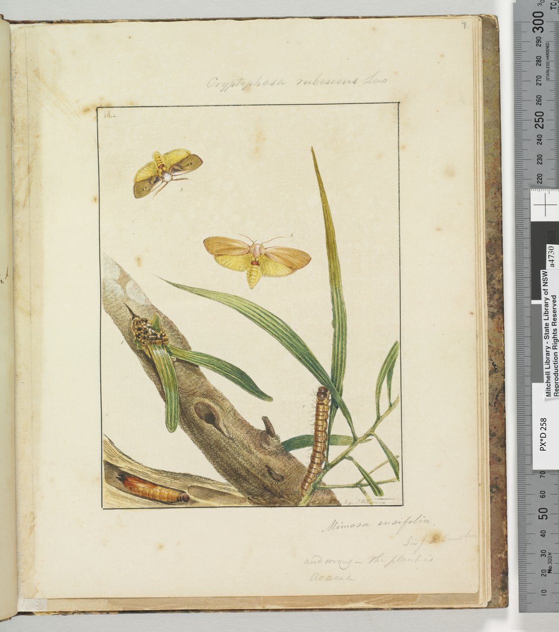 7. oldal Pl.2 Cryptophasa Rebescens Lew, 1803-04 (kézzel színezett rézkarcnyomatok) alkotó: John William Lewin