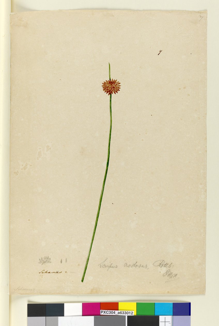 7. oldal Scirpus nodosus, c.1803-06 (wc, toll, tinta és ceruza) alkotó: John William Lewin