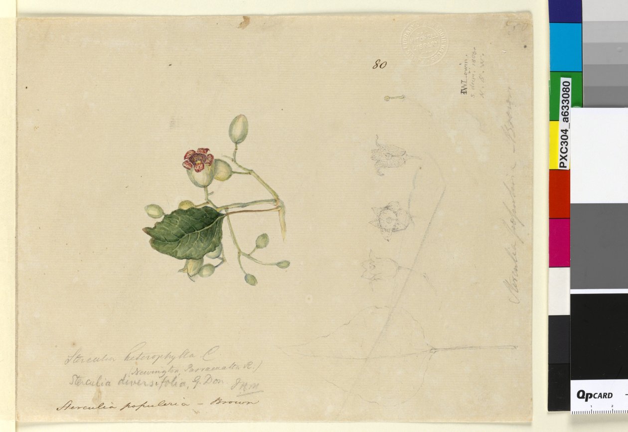 80. oldal Sterculia diversifolia, c.1803-06 (wc, toll, tinta és ceruza) alkotó: John William Lewin