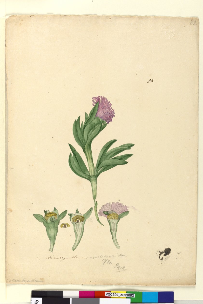 82. oldal Mesembryanthemum aequilaterale, c.1803-06 (wc, toll, tinta és ceruza) alkotó: John William Lewin