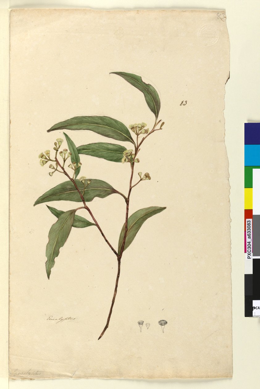 83. oldal Eukaliptusz, c.1803-06 (wc, toll, tinta és ceruza) alkotó: John William Lewin