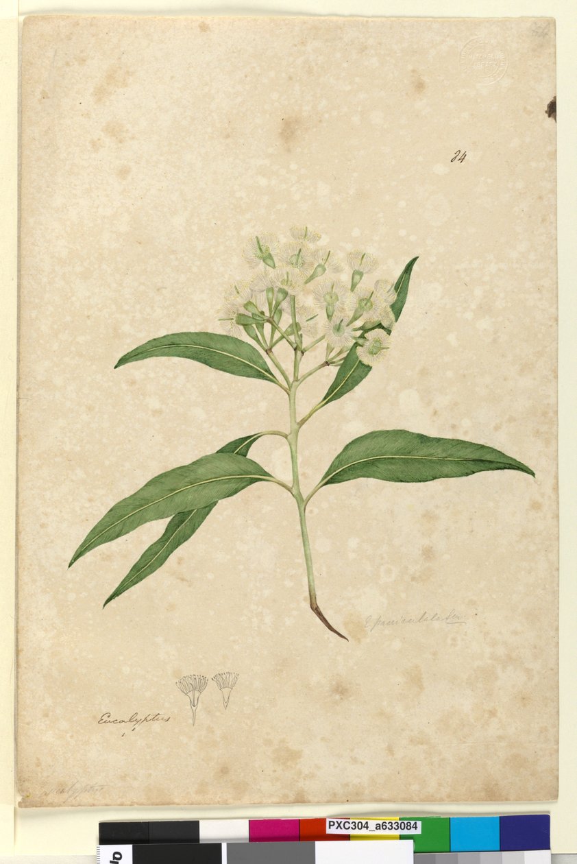 84. oldal Eucalyptus paniculata, c.1803-06 (wc, toll, tinta és ceruza) alkotó: John William Lewin