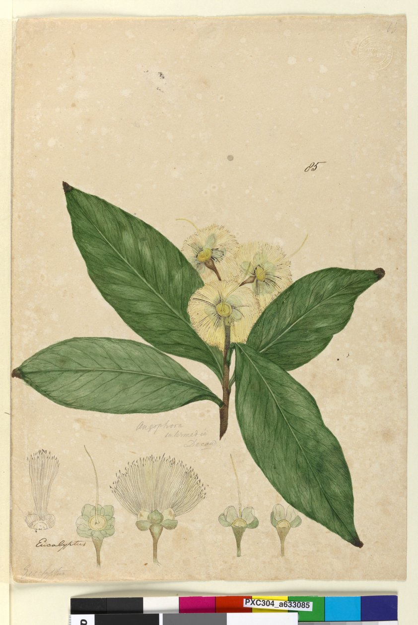 85. oldal Angophora intermedia, c.1803-06 (wc, toll, tinta és ceruza) alkotó: John William Lewin