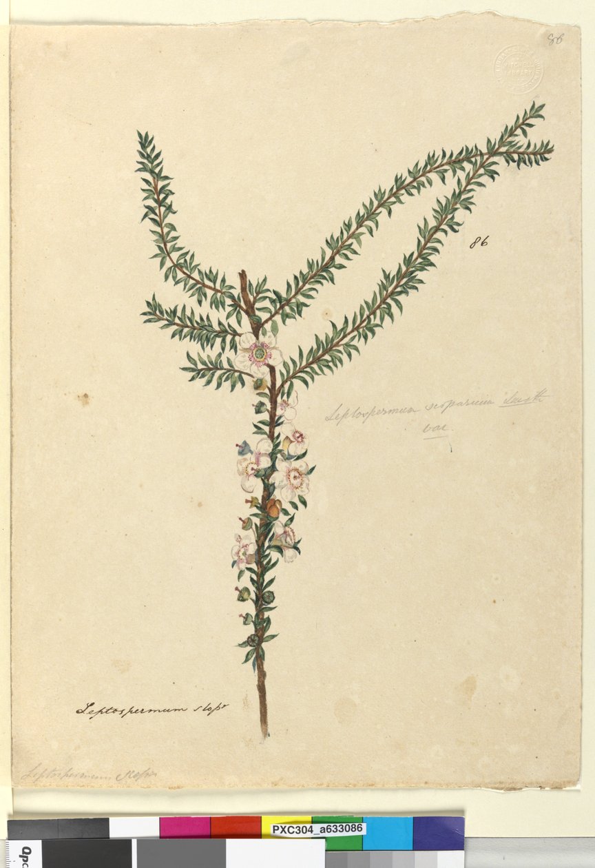 86. oldal Leptospermum scoparium, c.1803-06 (wc, toll, tinta és ceruza) alkotó: John William Lewin