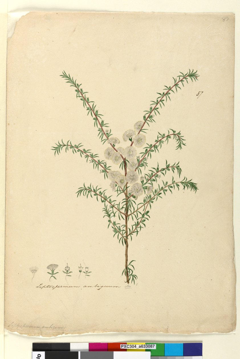87. oldal Leptospermum ambiguum, c.1803-06 (wc, toll, tinta és ceruza) alkotó: John William Lewin