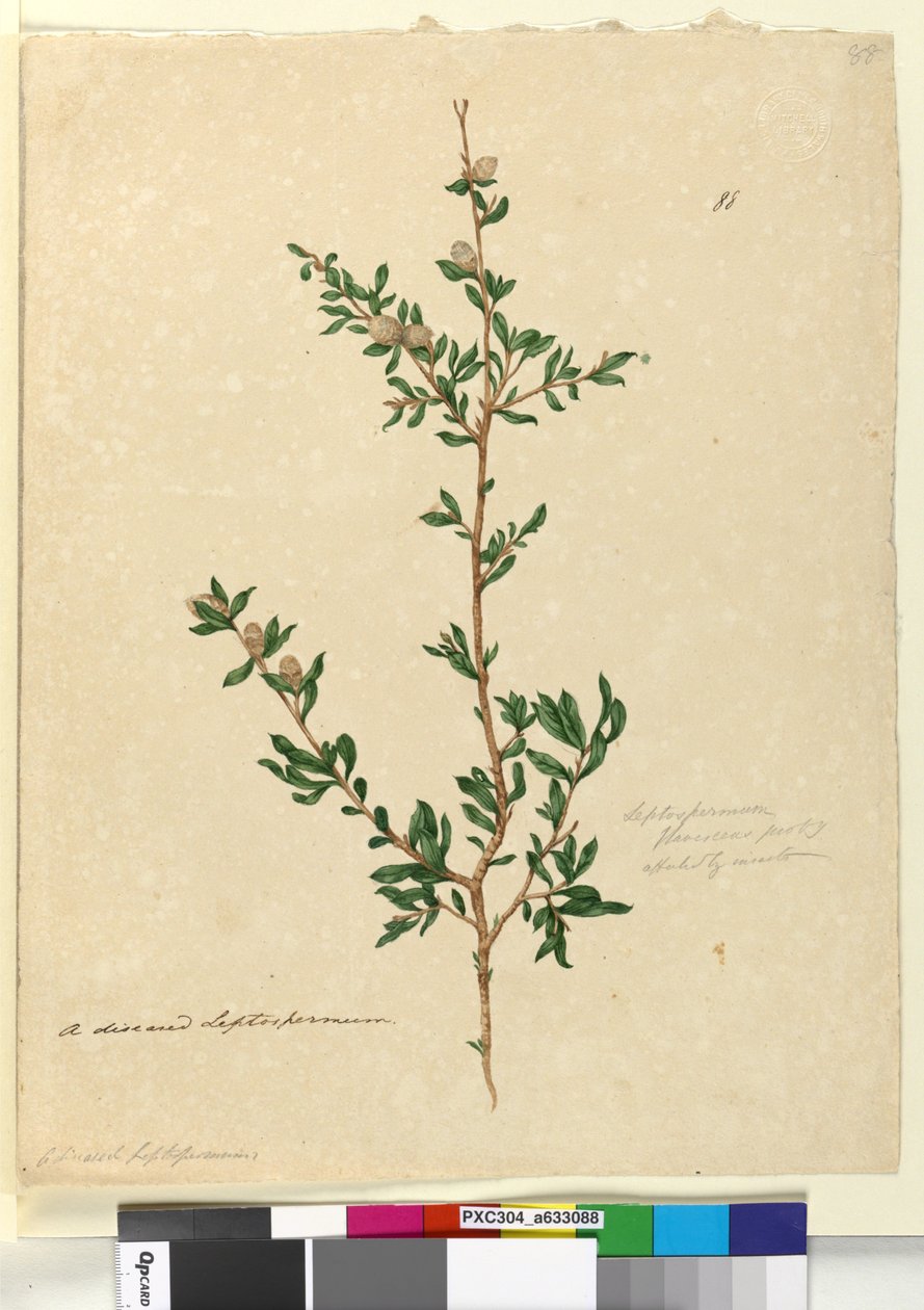 88. oldal Leptospermum flavescens, c.1803-06 (wc, toll, tinta és ceruza) alkotó: John William Lewin