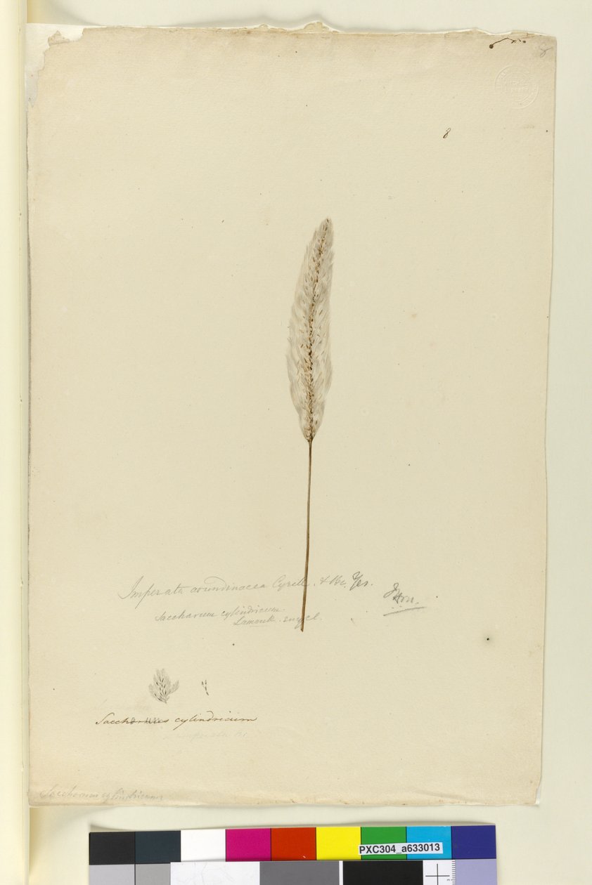 8. oldal Imperata arundinacea syn. Saccharum cylindricum, c.1803-06 (wc, toll, tinta és ceruza) alkotó: John William Lewin