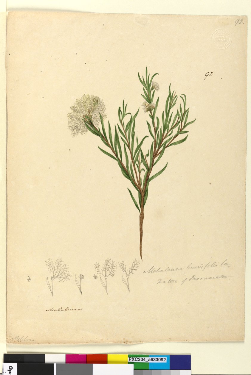 92. oldal Melaleuca linariifolia, 1803–1806 körül (wc, toll, tinta és ceruza) alkotó: John William Lewin