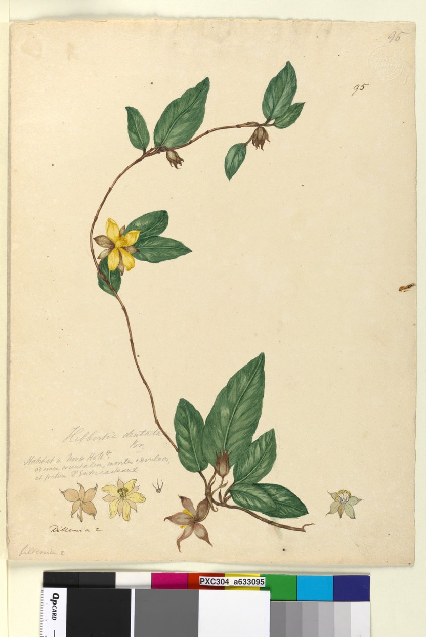 95. oldal Hibbertia dentata, c.1803-06 (wc, toll, tinta és ceruza) alkotó: John William Lewin