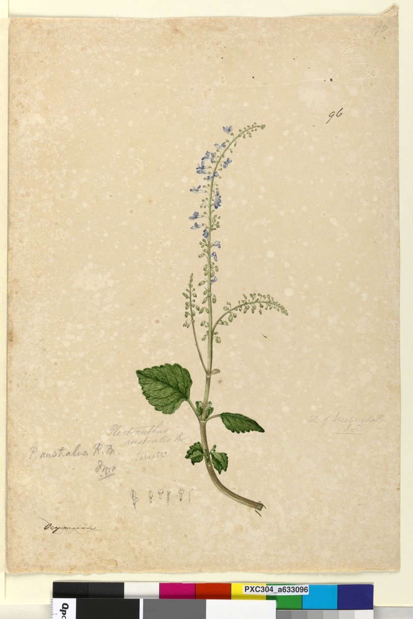 96. oldal Plectranthus australis, c.1803-06 (wc, toll, tinta és ceruza) alkotó: John William Lewin