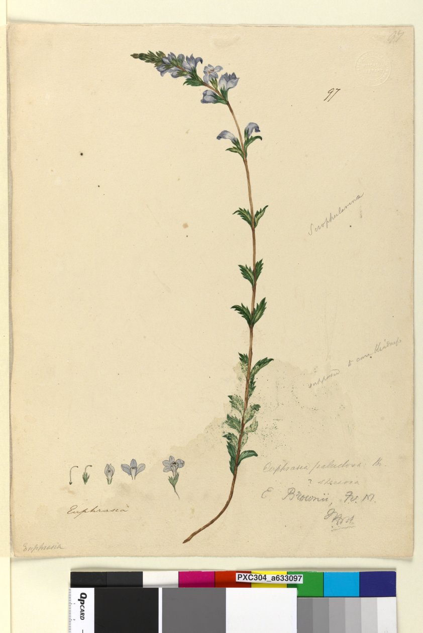 97. oldal Euphrasia paludosa, c.1803-06 (wc, toll, tinta és ceruza) alkotó: John William Lewin