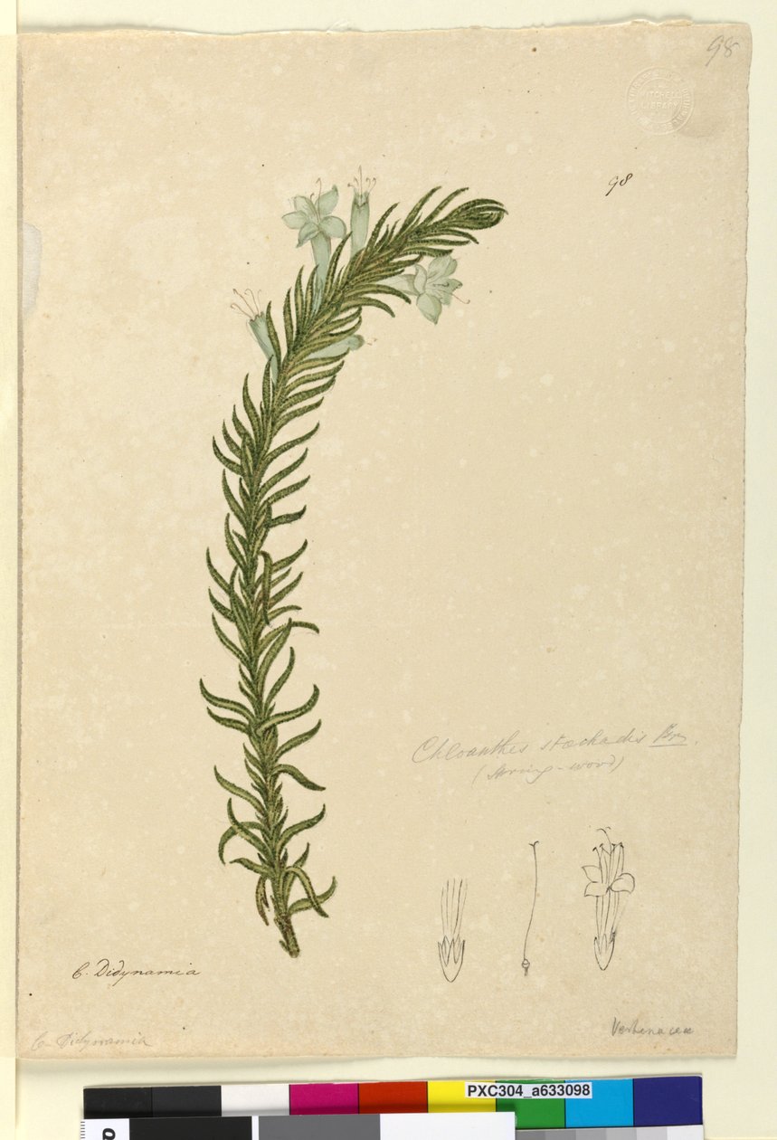 98. oldal Chloanthes stoechadis, 1803-2006 körül (wc, toll, tinta és ceruza) alkotó: John William Lewin