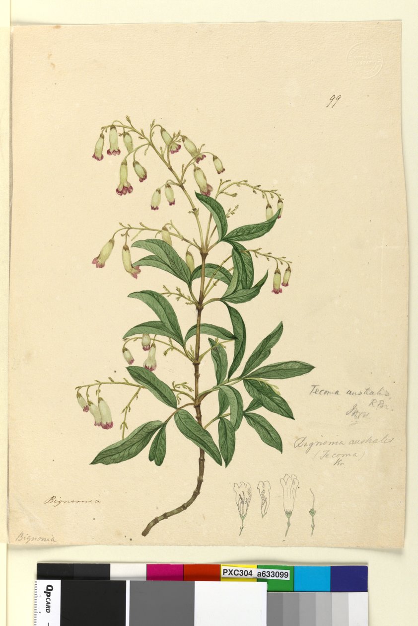 99. oldal Bignonia australisPandorea pandorana, c.1803-06 (wc, toll, tinta és ceruza) alkotó: John William Lewin