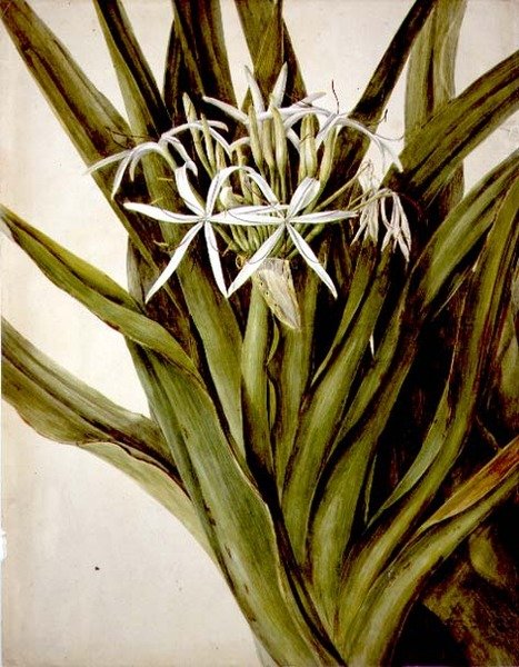 A Murray Lily, cirinum pedunculatum alkotó: John William Lewin