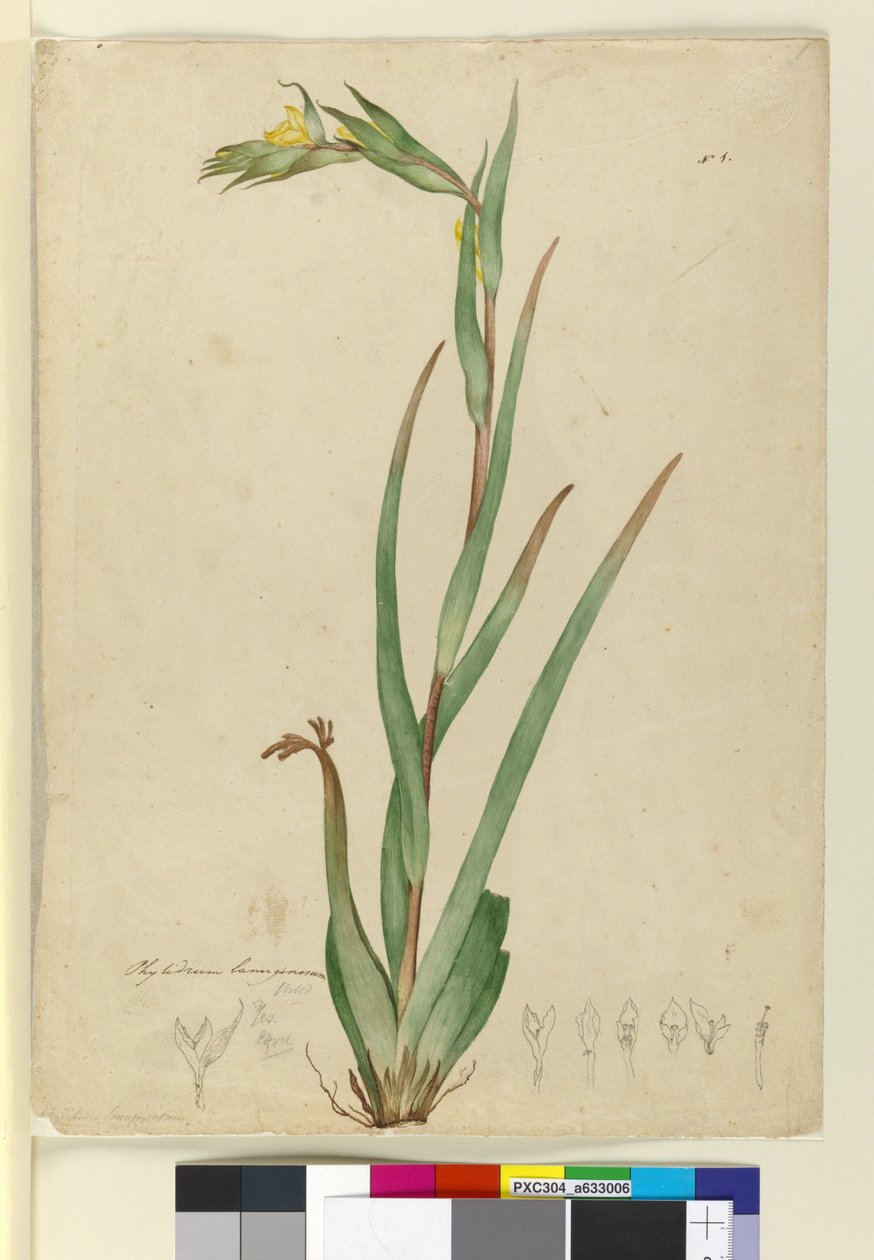 l. Phylidrum lanuginosum, c.1803-06 (wc, toll, tinta és ceruza) alkotó: John William Lewin