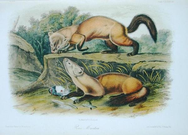 Pine Marten, 138-as tábla a „Quadrupeds of North America”-ból, metszett W.E. Hitchcock (színes litó) alkotó: John Woodhouse (after) Audubon