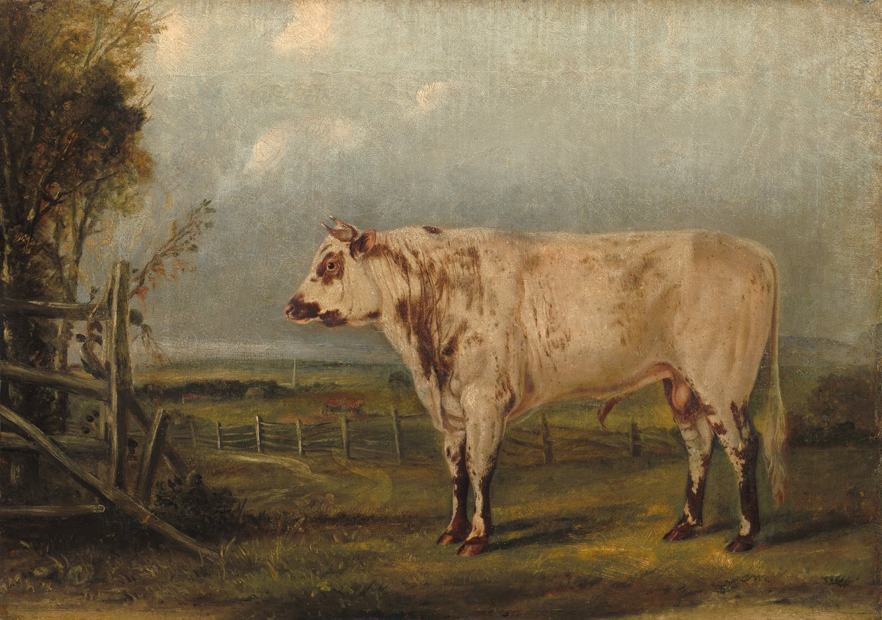Egy fiatal bika alkotó: John Woodhouse Audubon