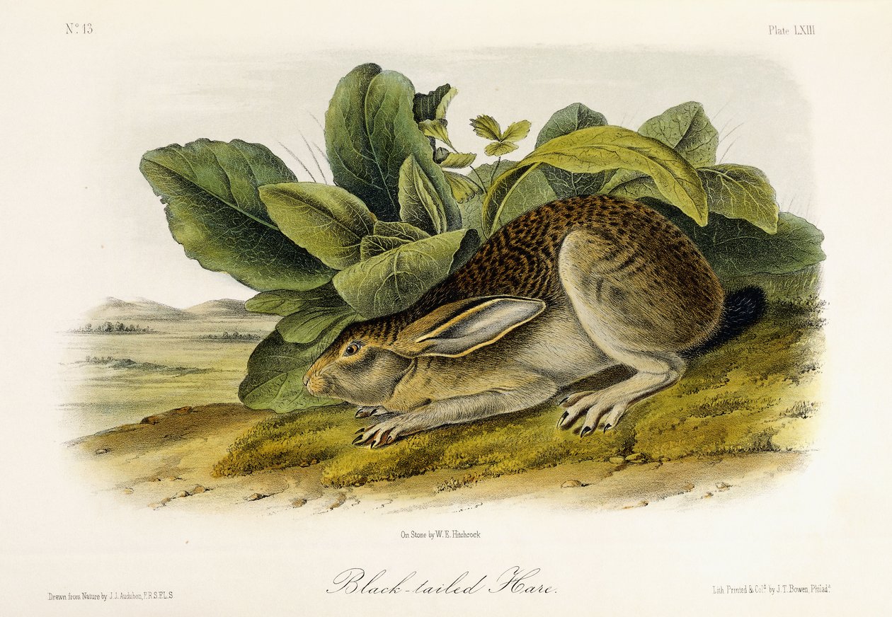 Feketefarkú nyúl, 1849-1854 körül alkotó: John Woodhouse Audubon