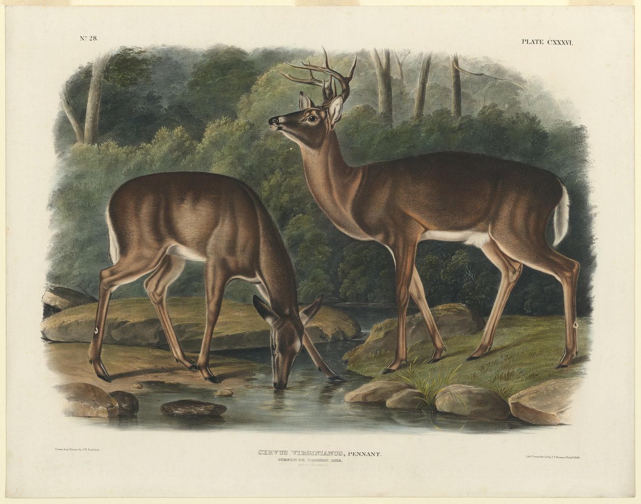 Virginia szarvas alkotó: John Woodhouse Audubon