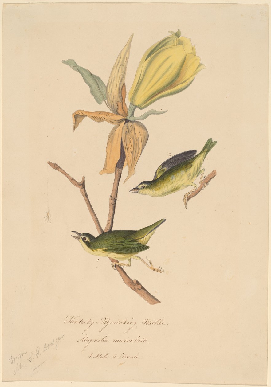 Kentucky légyfogó poszáta alkotó: John Woodhouse Audubon