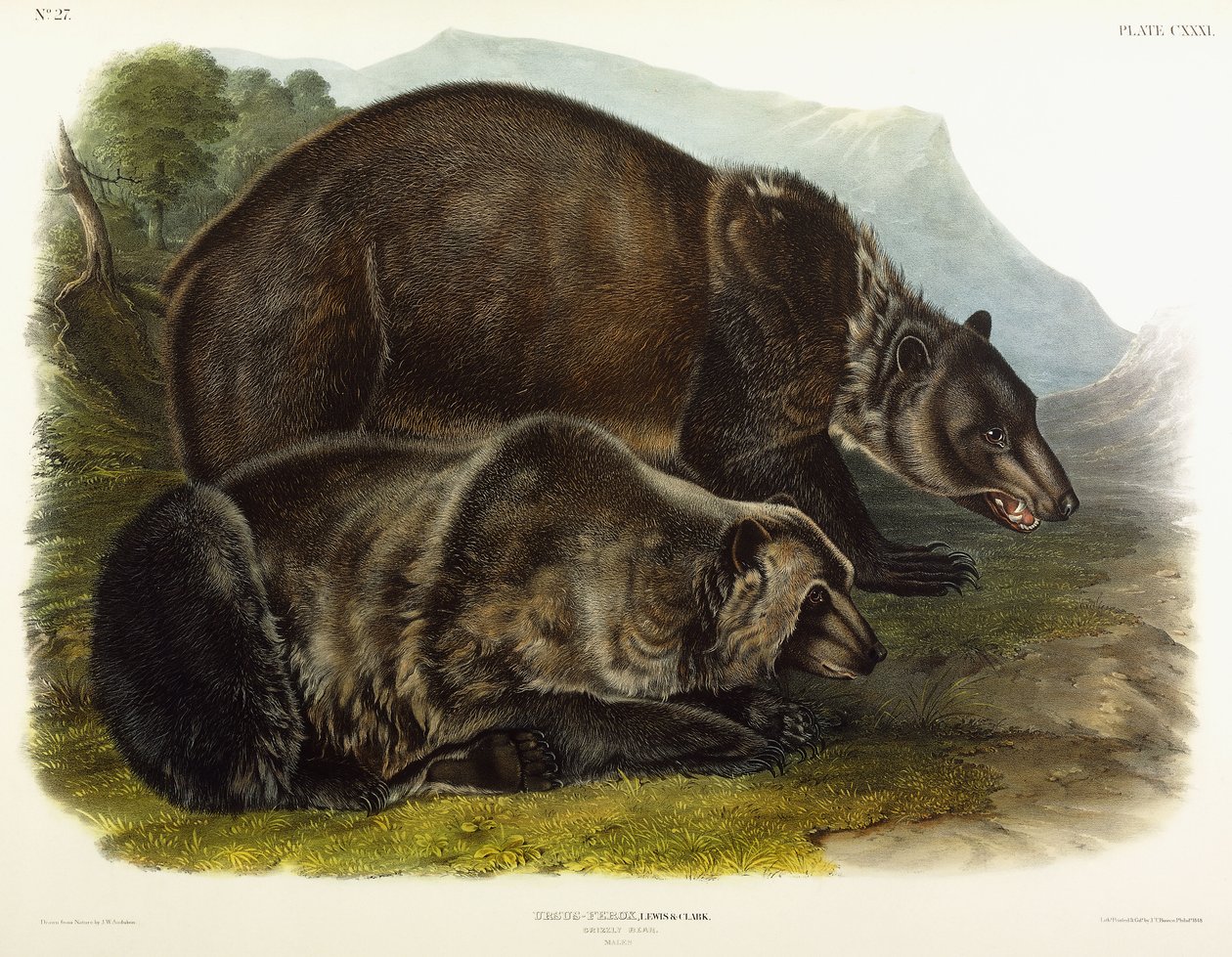 Hím Grizzly Medve, 1848 alkotó: John Woodhouse Audubon