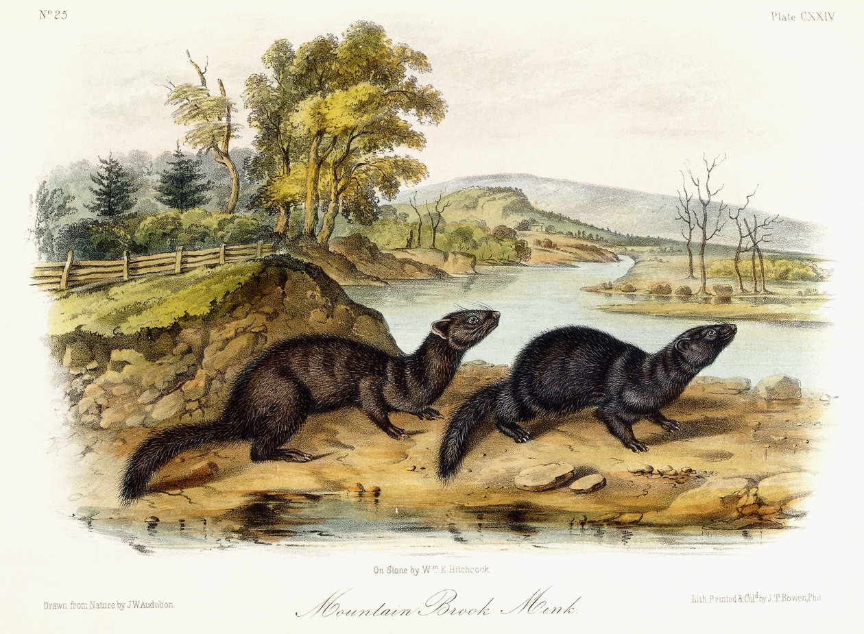 Mountain Brook Mink, 1849-1854 körül alkotó: John Woodhouse Audubon